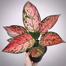 AGLAONEMA LADY VALENTINE COLLECTOR PLANT