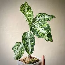 Aglaonema Pictum Tricolor COLLECTOR PLANT