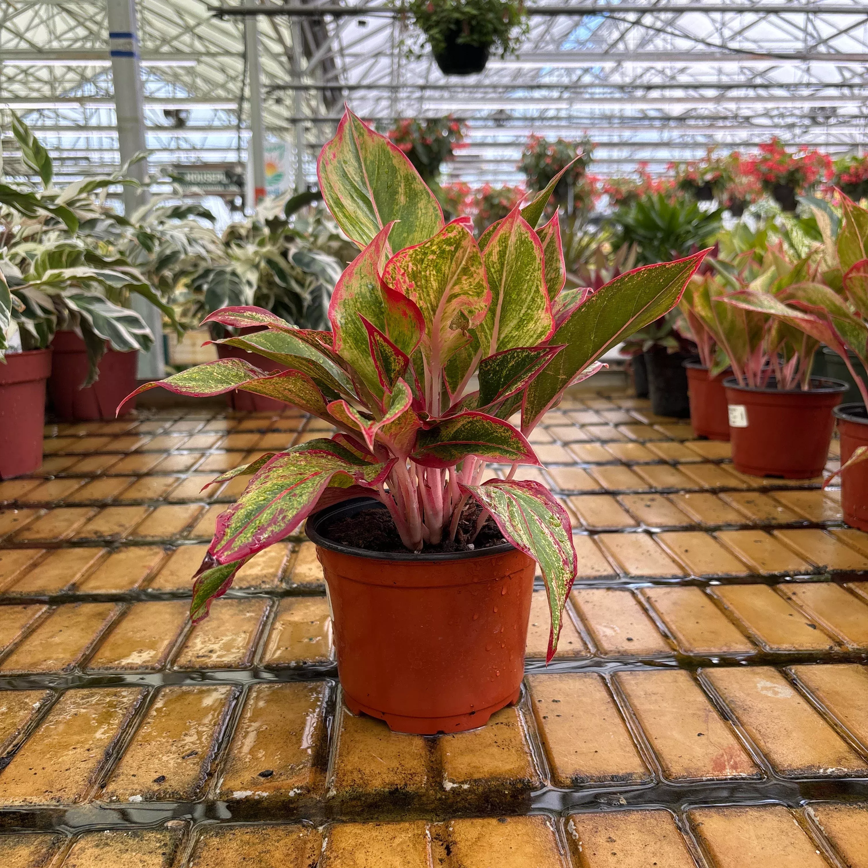 Aglaonema Red Creta - Aglaonema commutatum - 6" Potted Houseplant