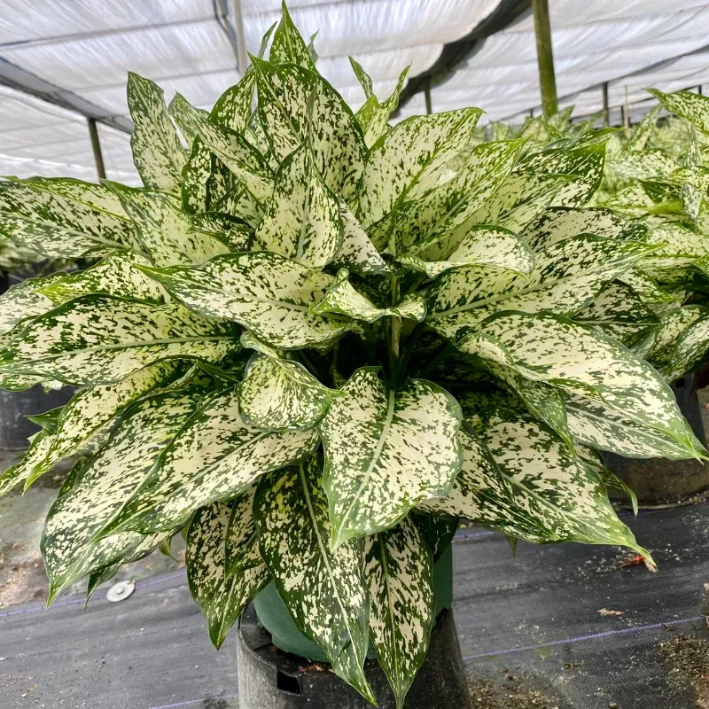 Aglaonema Snow White Plant Plug (Aglaonema 'Snow White') – Variegated, White-Edged Foliage for Stylish Indoor Displays.