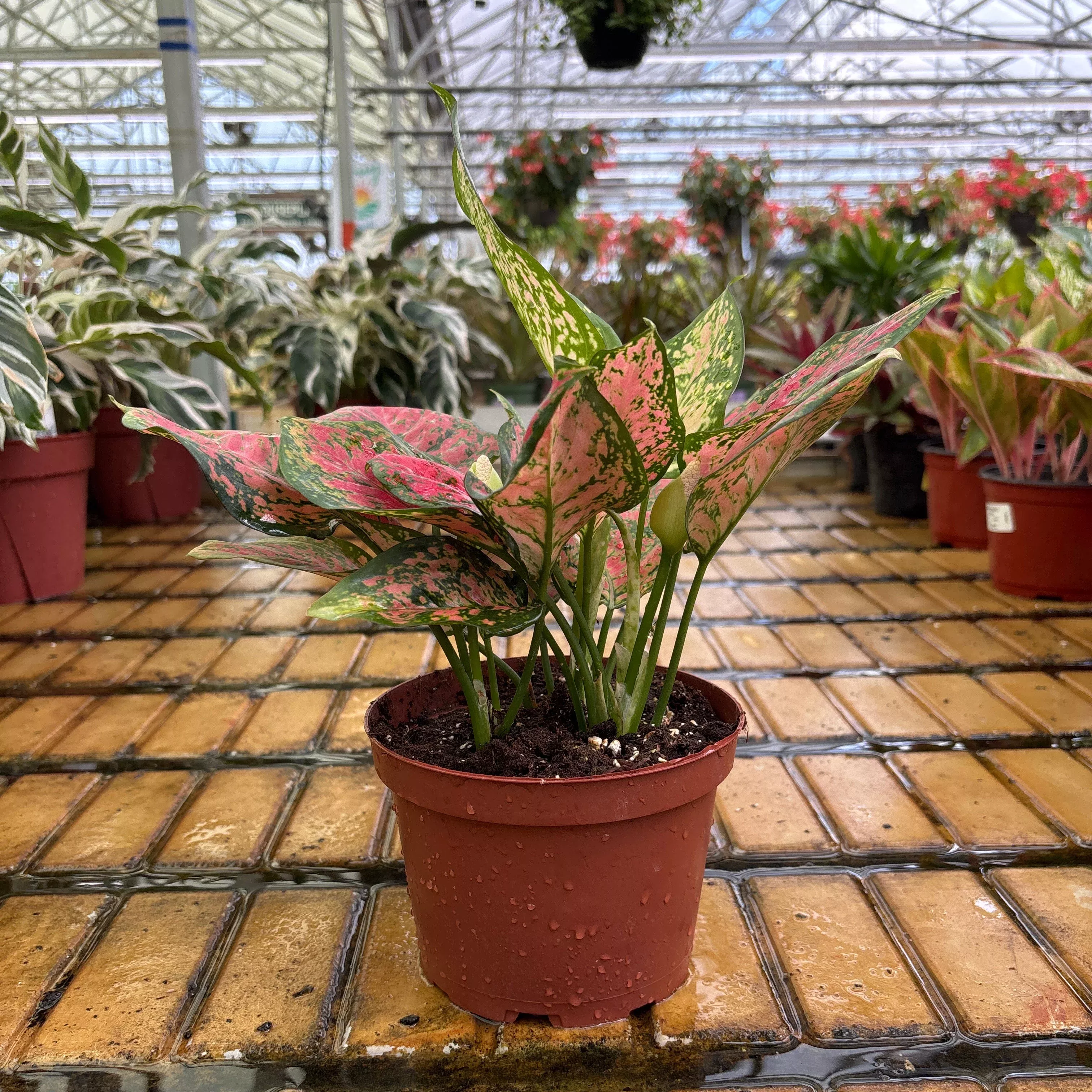 Aglaonema Valentine - Aglaonema sp - 6" Potted Houseplant
