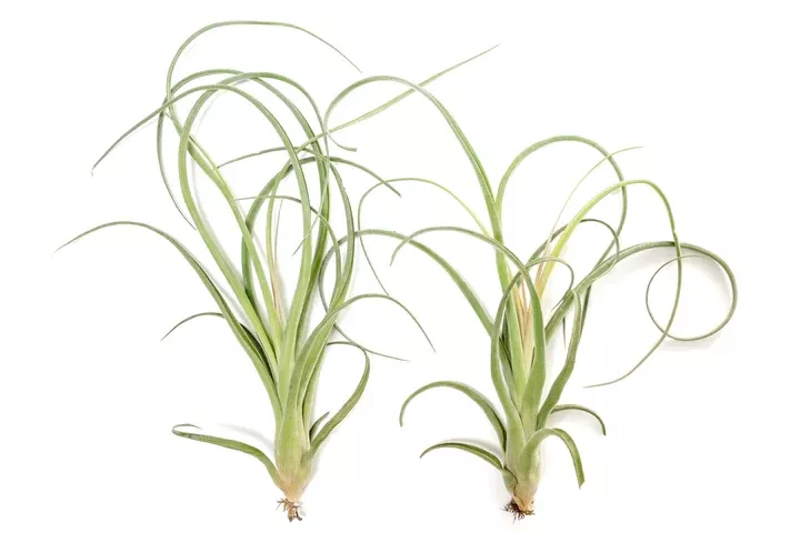 Air Plants