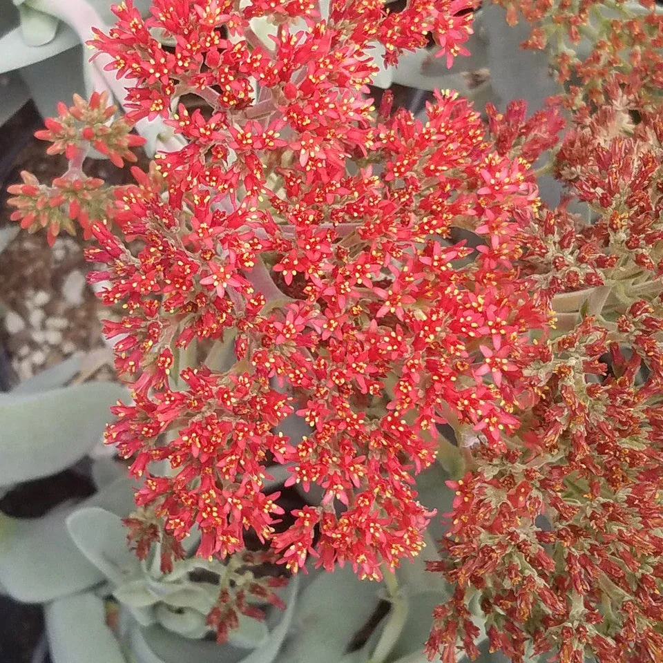 Airplane Plant