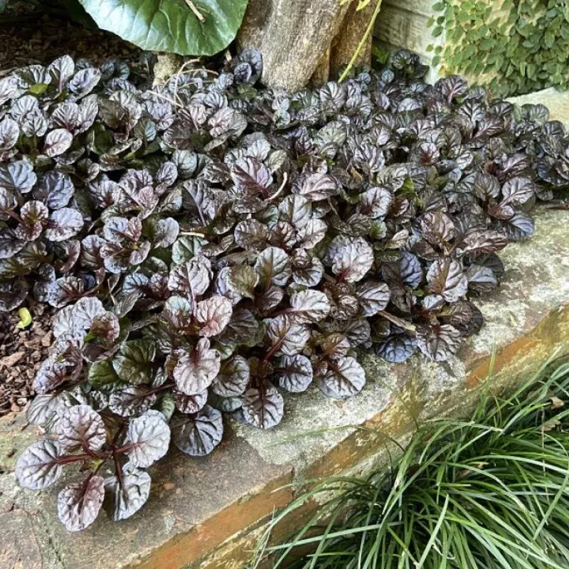 Ajuga Black Scallop Plant Plug – Deep Purple Foliage for Groundcover & Erosion Control in Shady Areas.