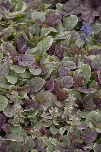 Ajuga reptans 'Burgundy Glow' / Bugleweed