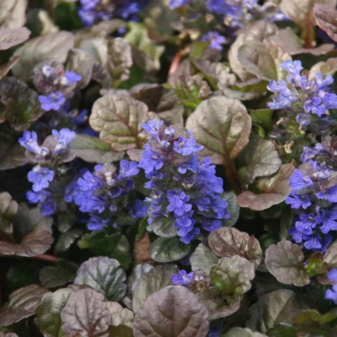 Ajuga