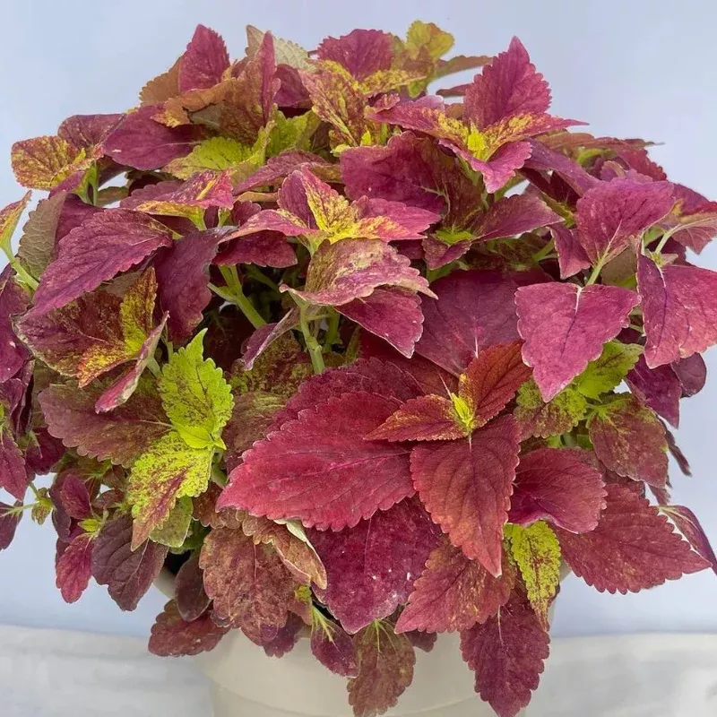Alabama Sunset Coleus Plant Plug (Plectranthus scutellarioides 'Alabama') – Rich, Multicolored Foliage – Striking Garden Accent