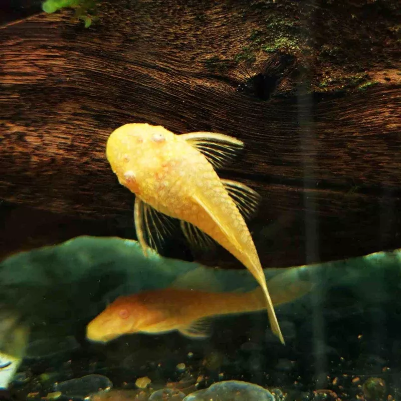 Albino Bristlenose Pleco (Ancistrus cf. cirrhosus) – Hardy Algae-Eater, Perfect for Freshwater Aquariums.