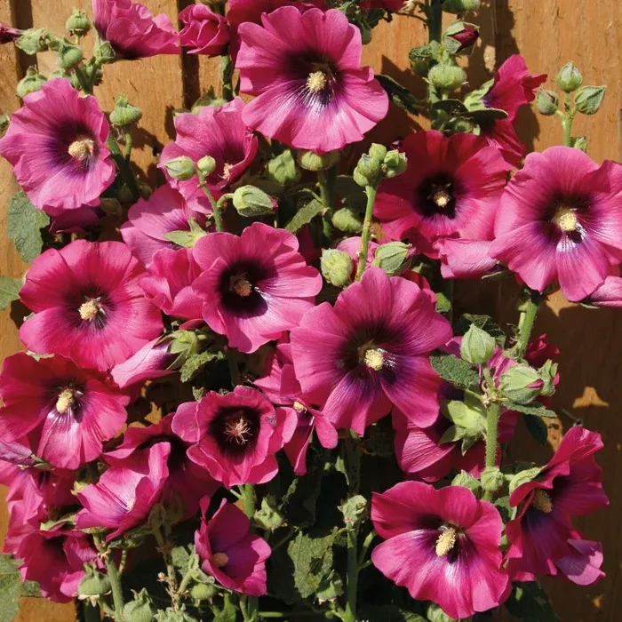 Alcea rosea 'Halo Cerise'