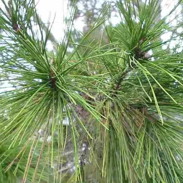 Aleppo Pine