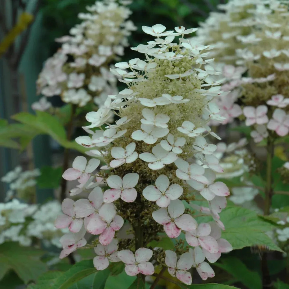 Alice Hydrangea