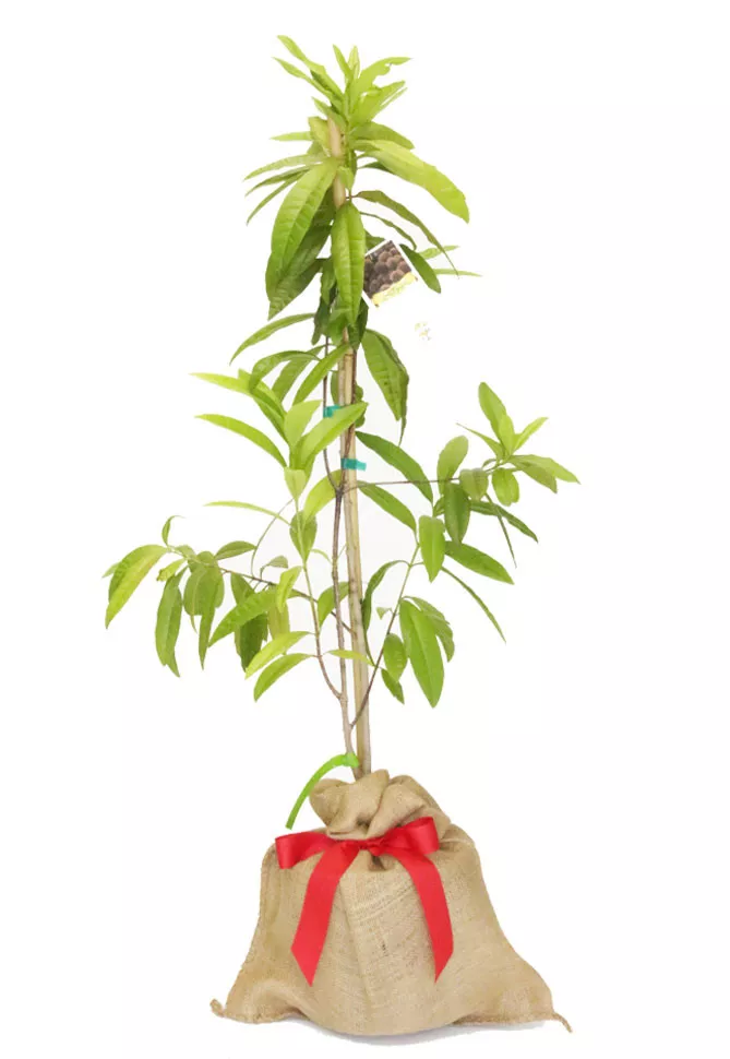 All Spice Tree