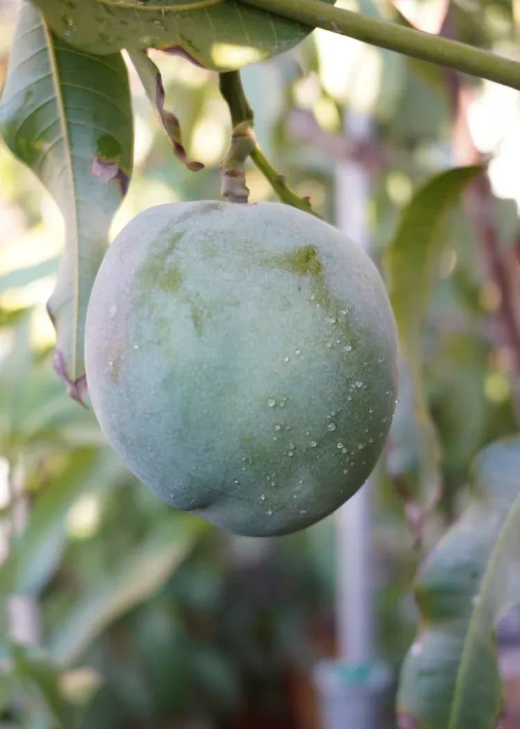 All Summer Mango Tree