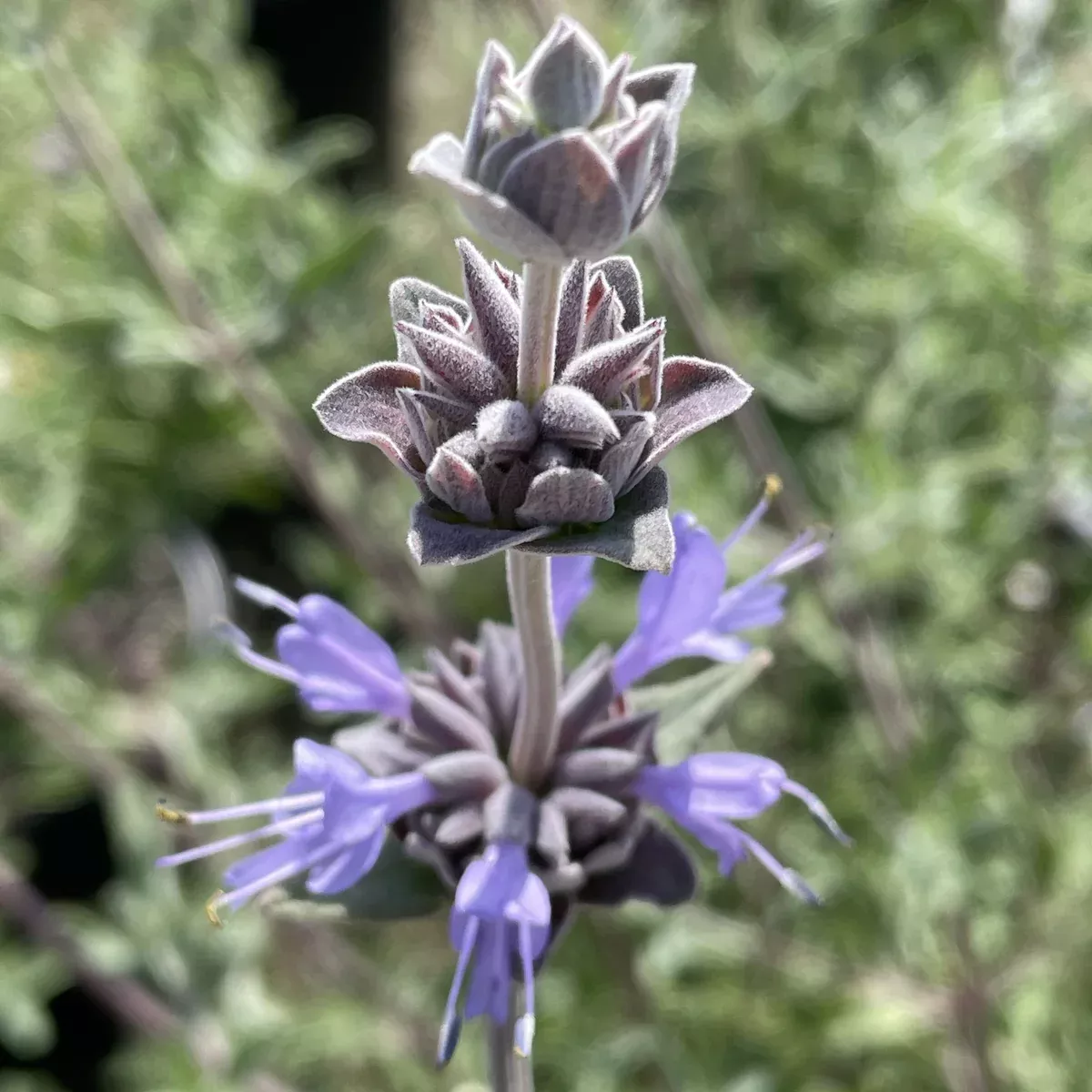 Allen Chickering Sage