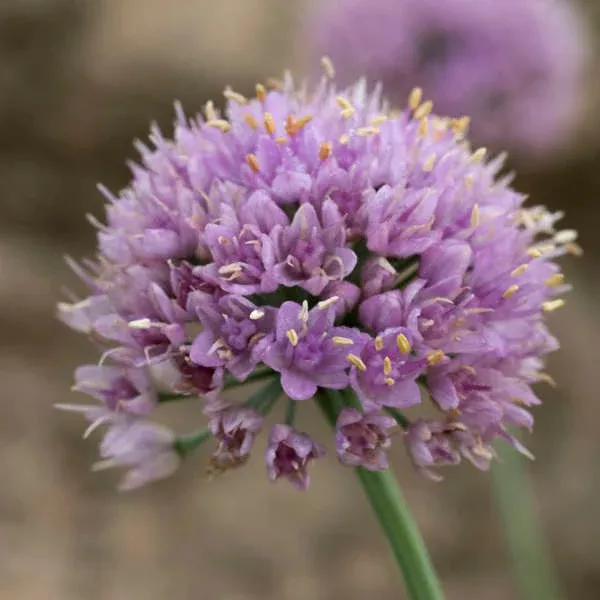 Allium 'Blue Eddy'