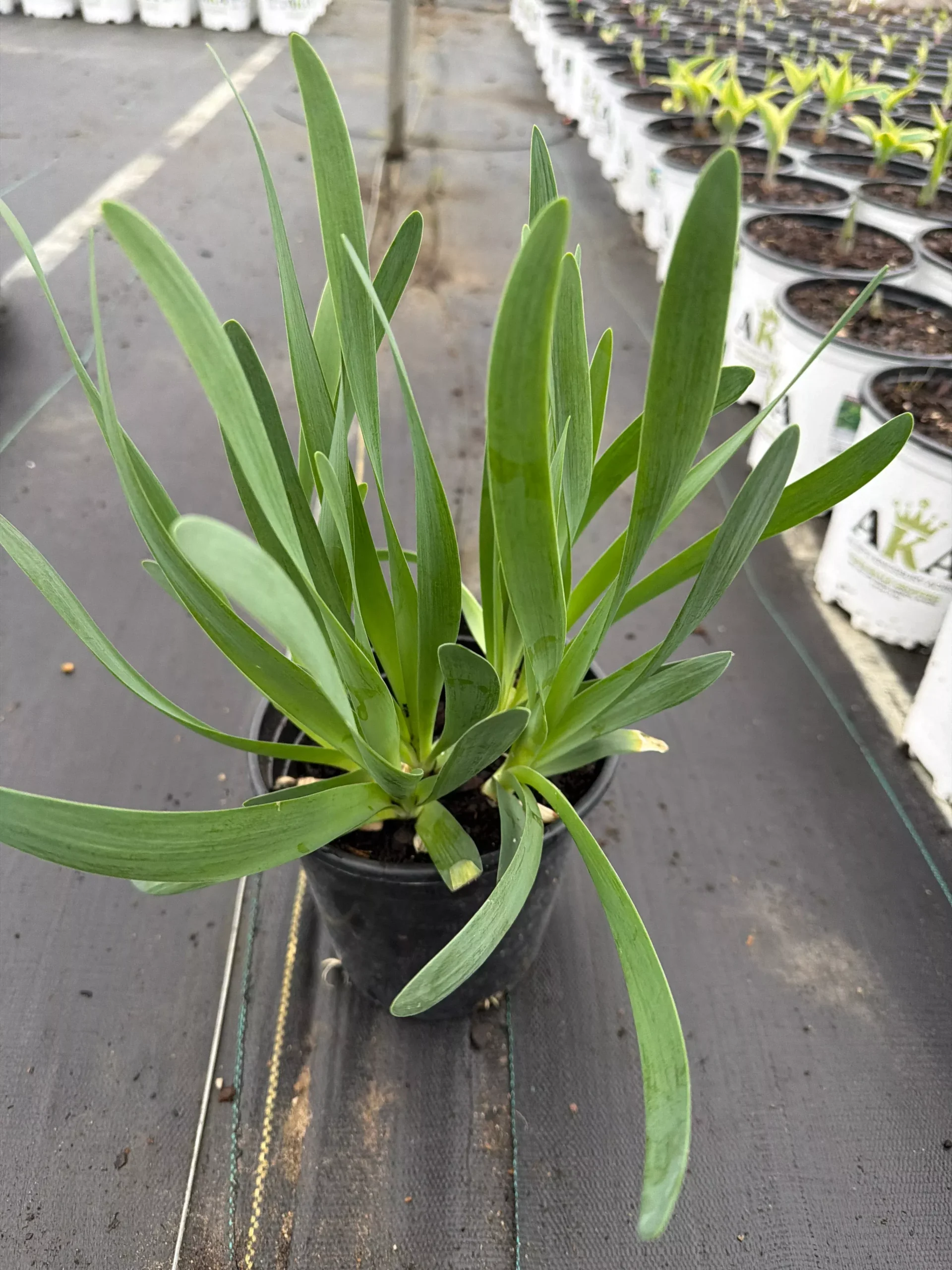 Allium Bubble Bath - 6" Potted Perennial