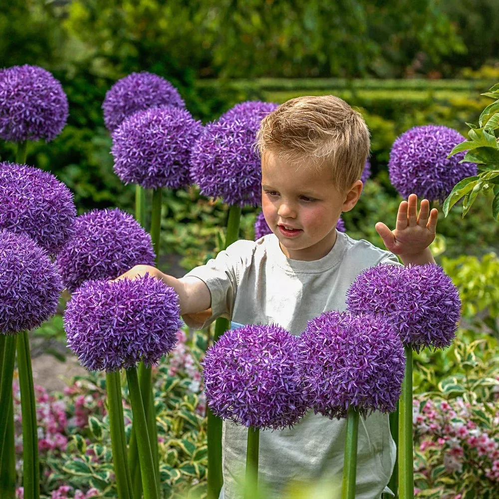 Allium 'Globemaster'