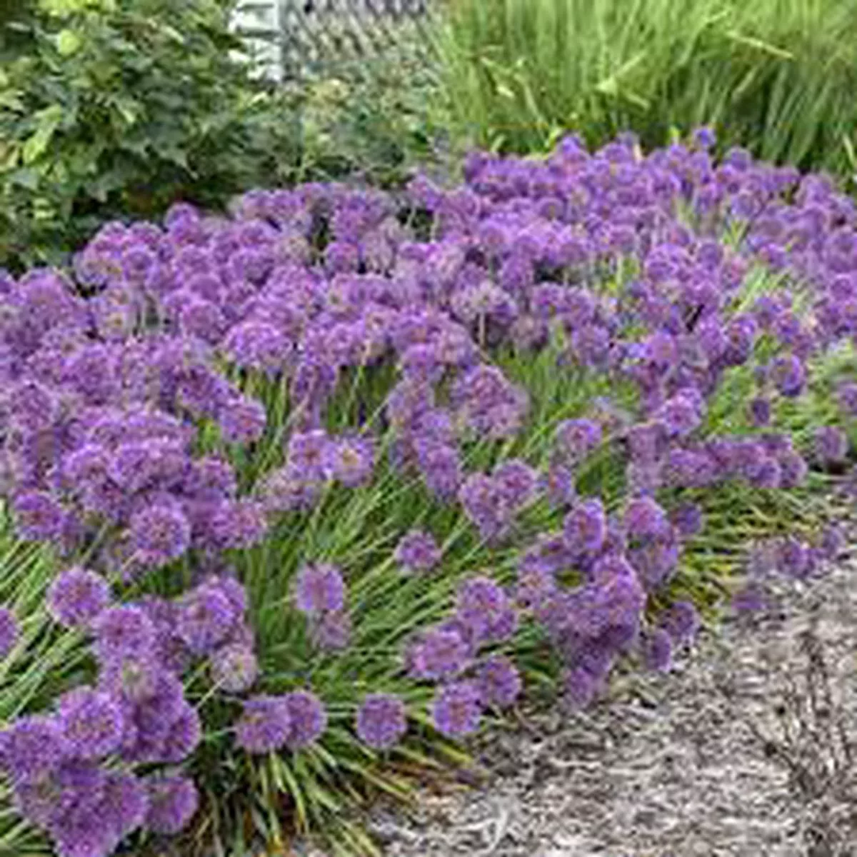 Allium 'Lavender Bubbles'