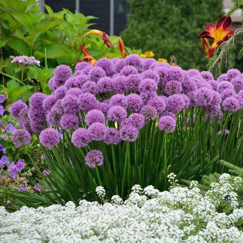 Allium 'Millenium'- Millenium Ornamental Onion