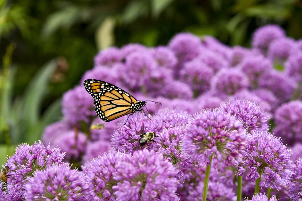 Allium 'Serendipity'