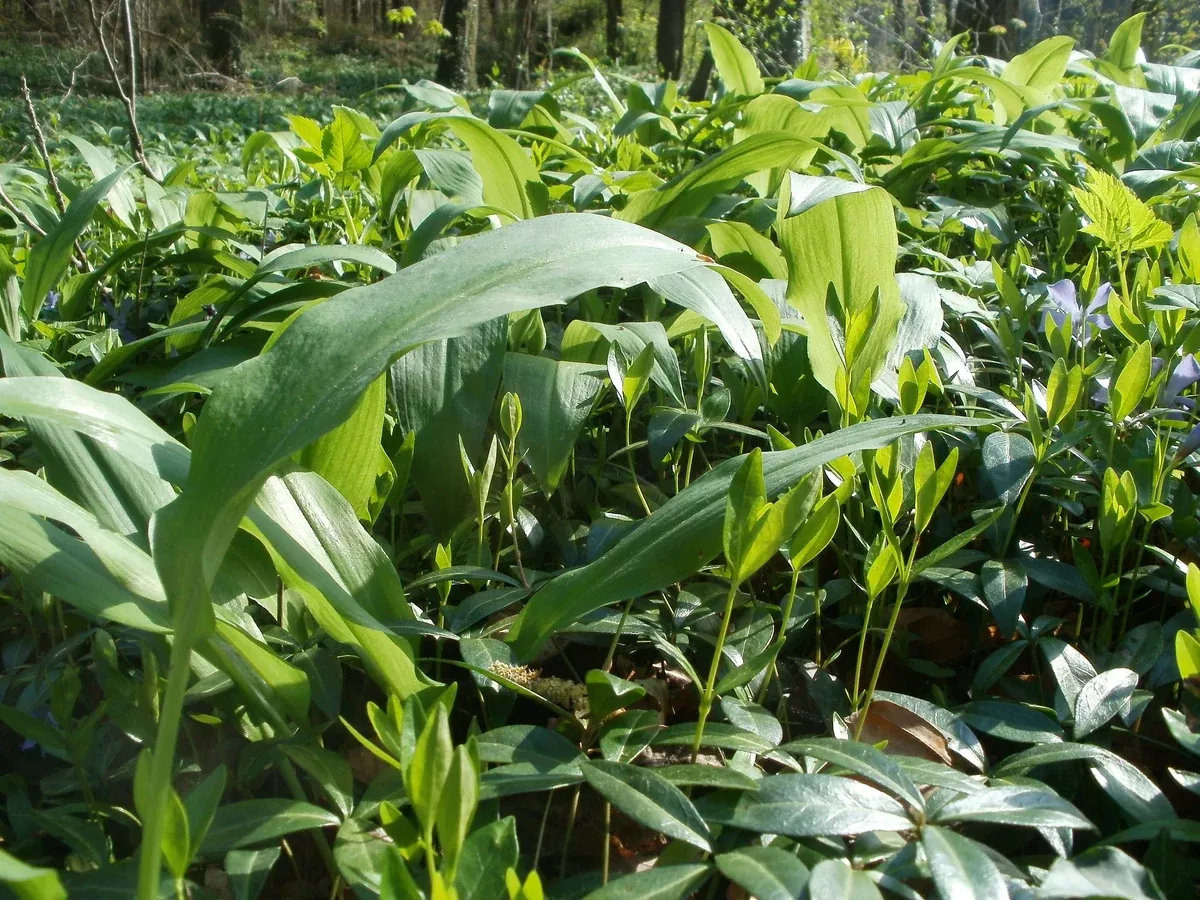 Allium ursinum Seeds - Wild Garlic