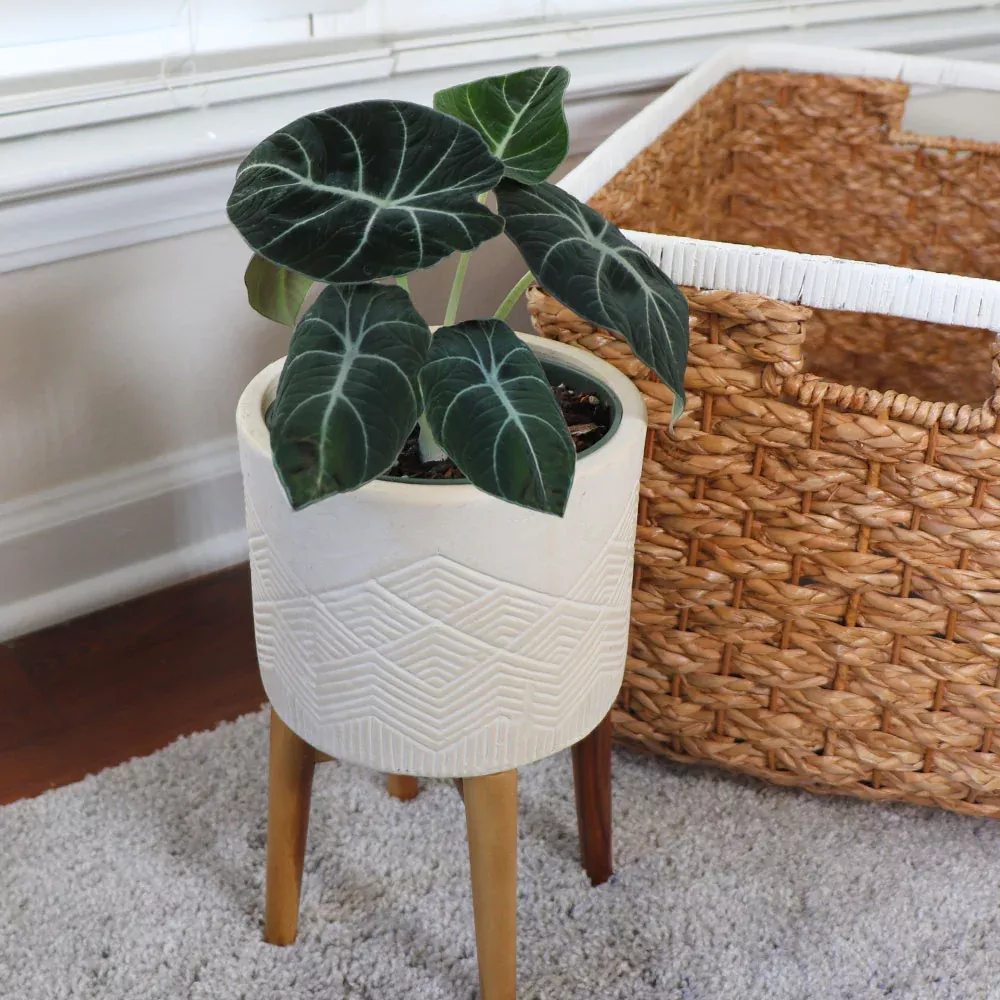 Alocasia Black Velvet