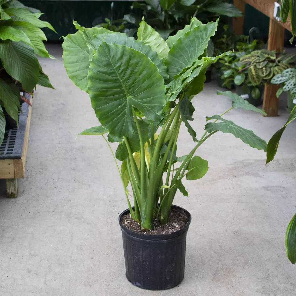 Alocasia California