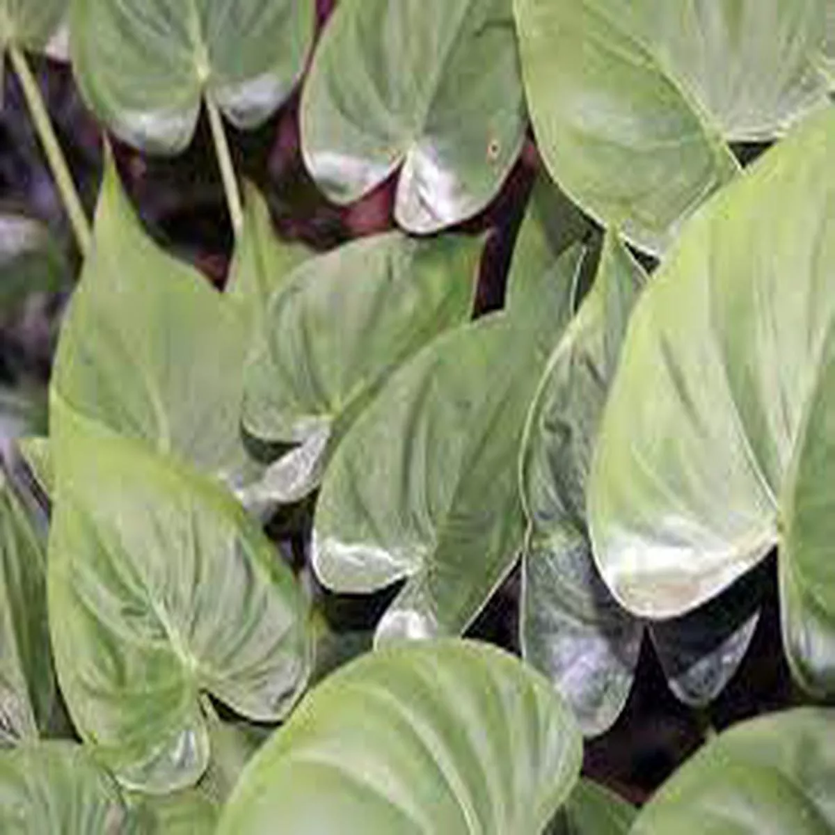 Alocasia cucullata P19