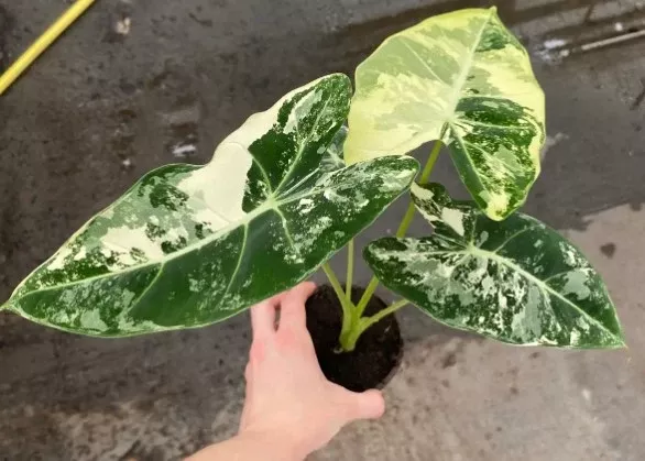 Alocasia Frydek