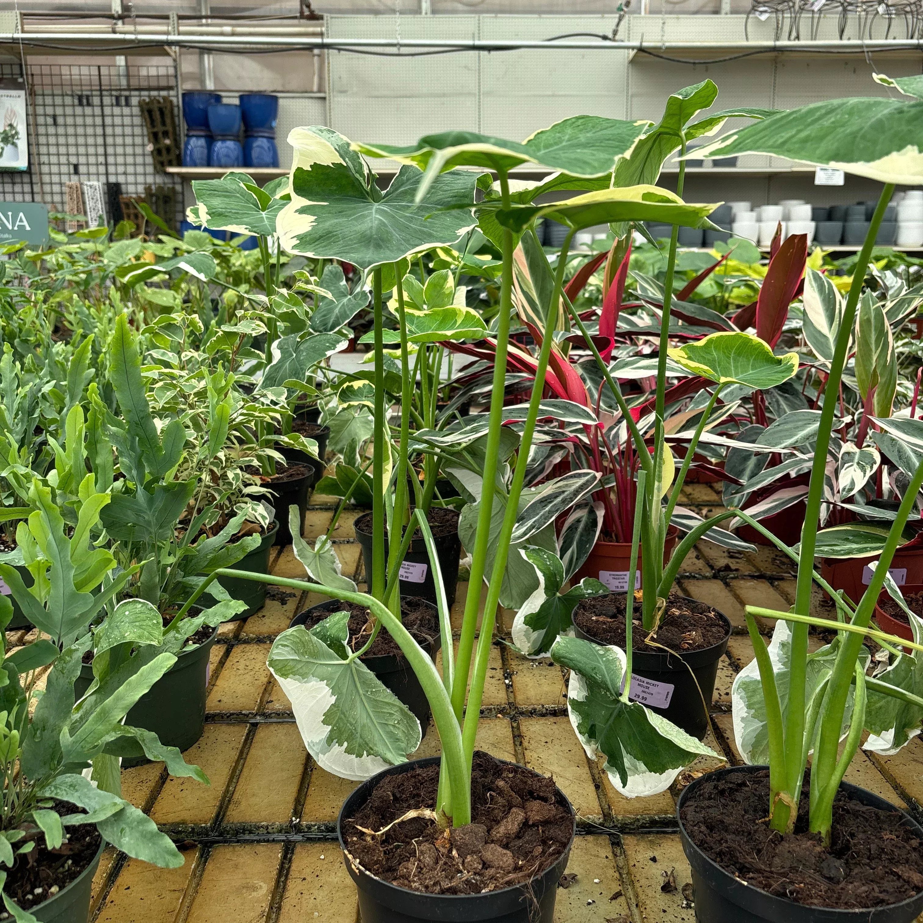 Alocasia Mickey Mouse - Xanthosoma sagittifolium - 6" Potted Houseplant