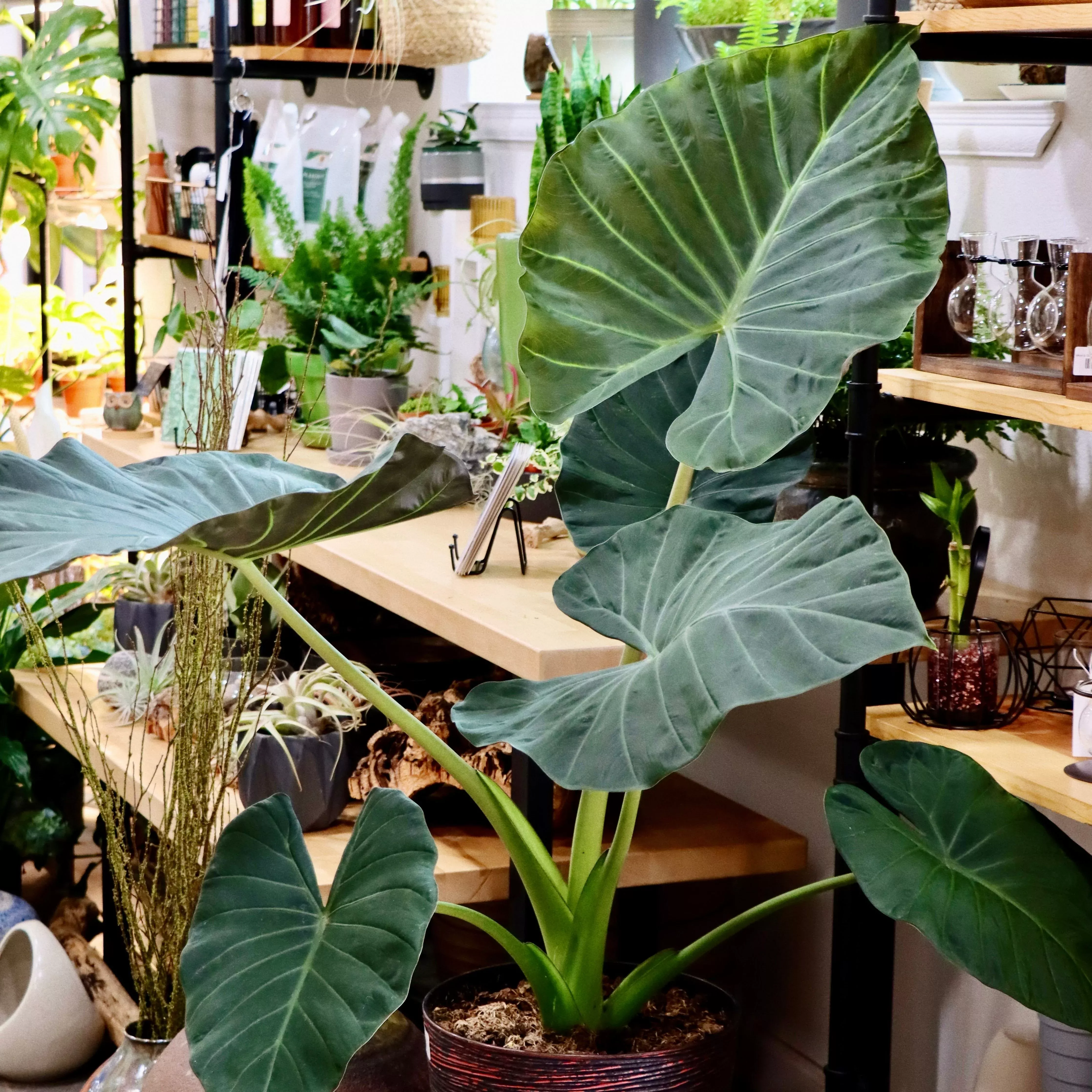 Alocasia odorata x Alocasia reginula 'Regal Shield'