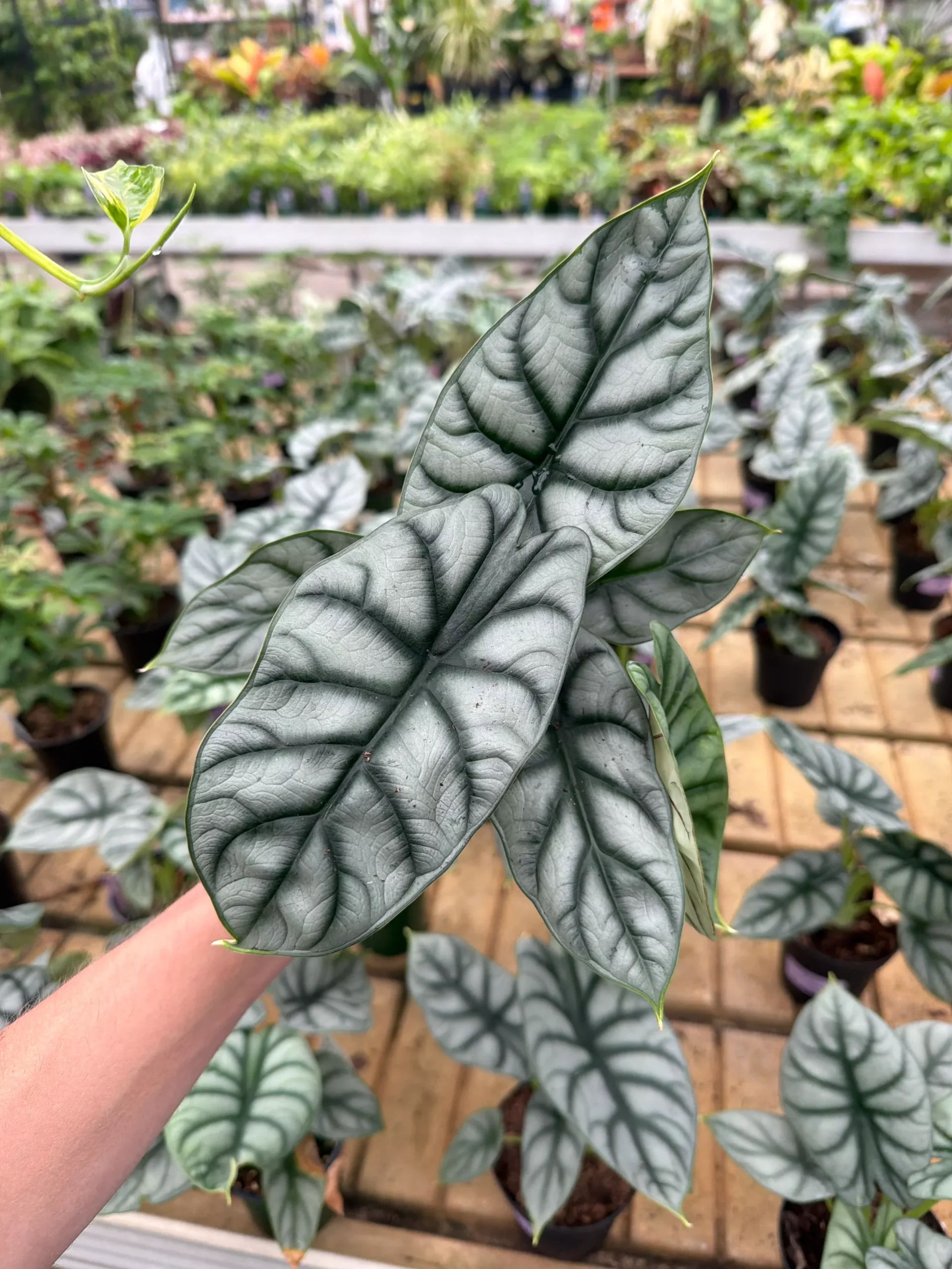 Alocasia Silver Dragon - 4” Potted Houseplant