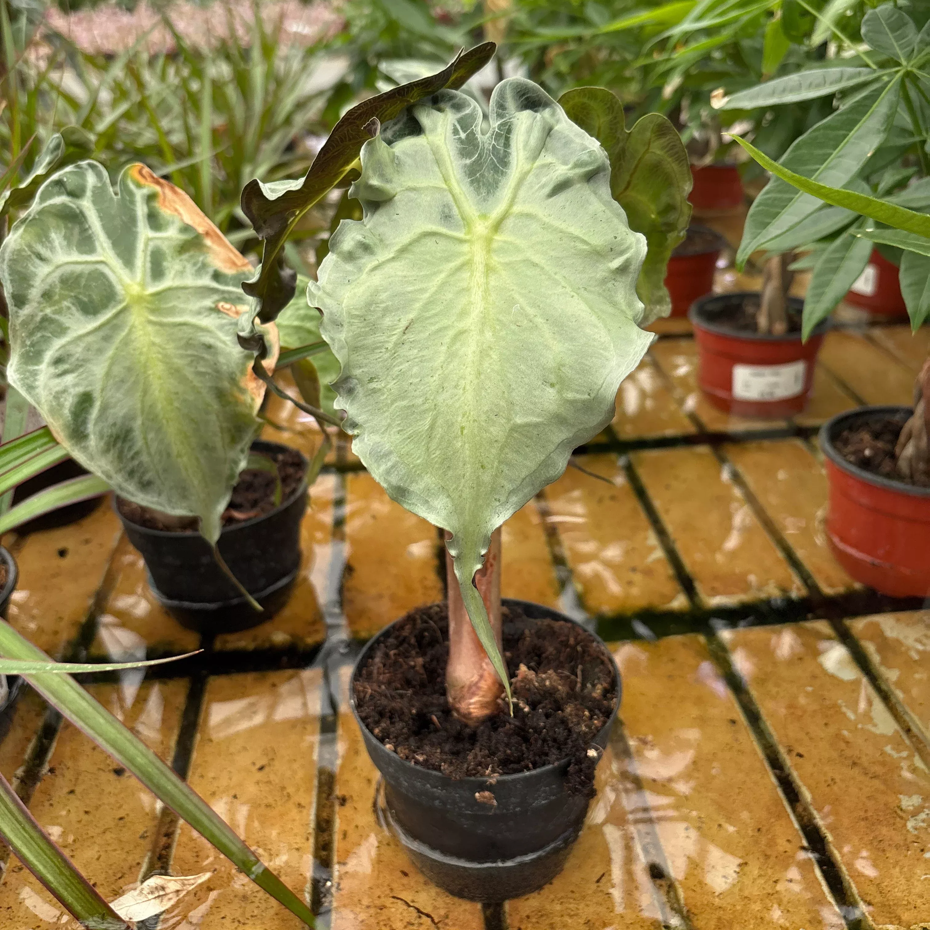 Alocasia Venom - Alocasia sp - 4" Potted Houseplant