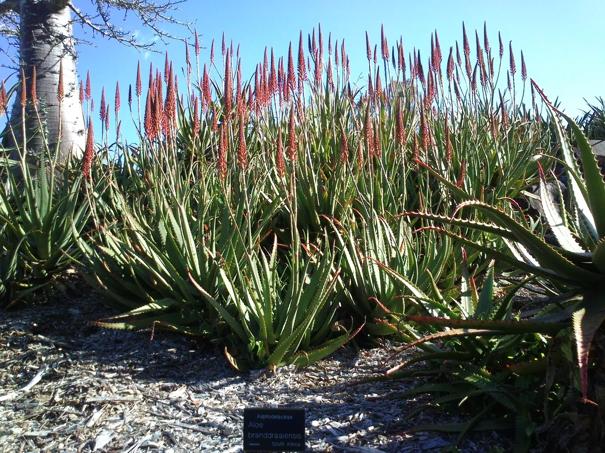Aloe branddraaiensis Seeds