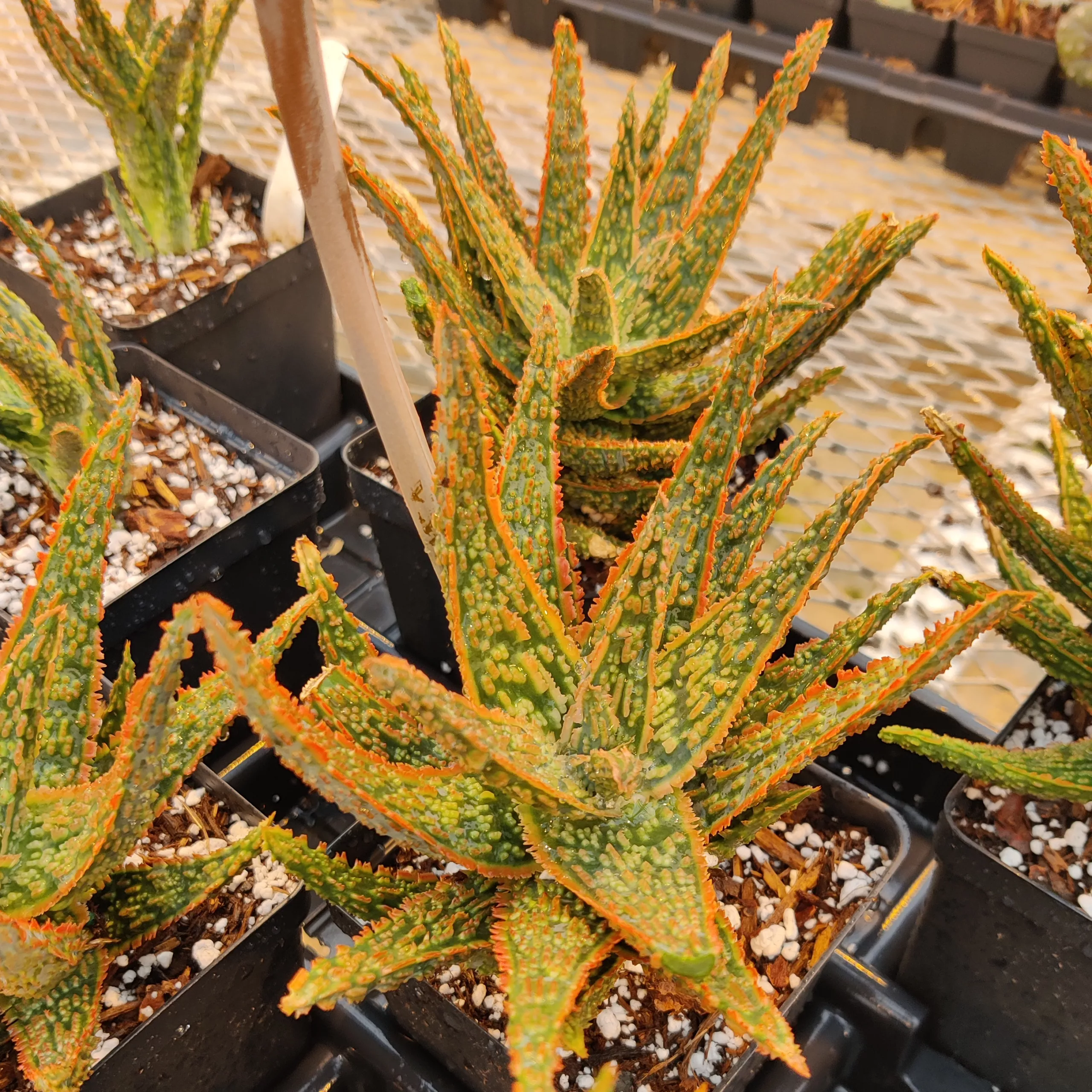 Aloe, ‘Christmas Carol’