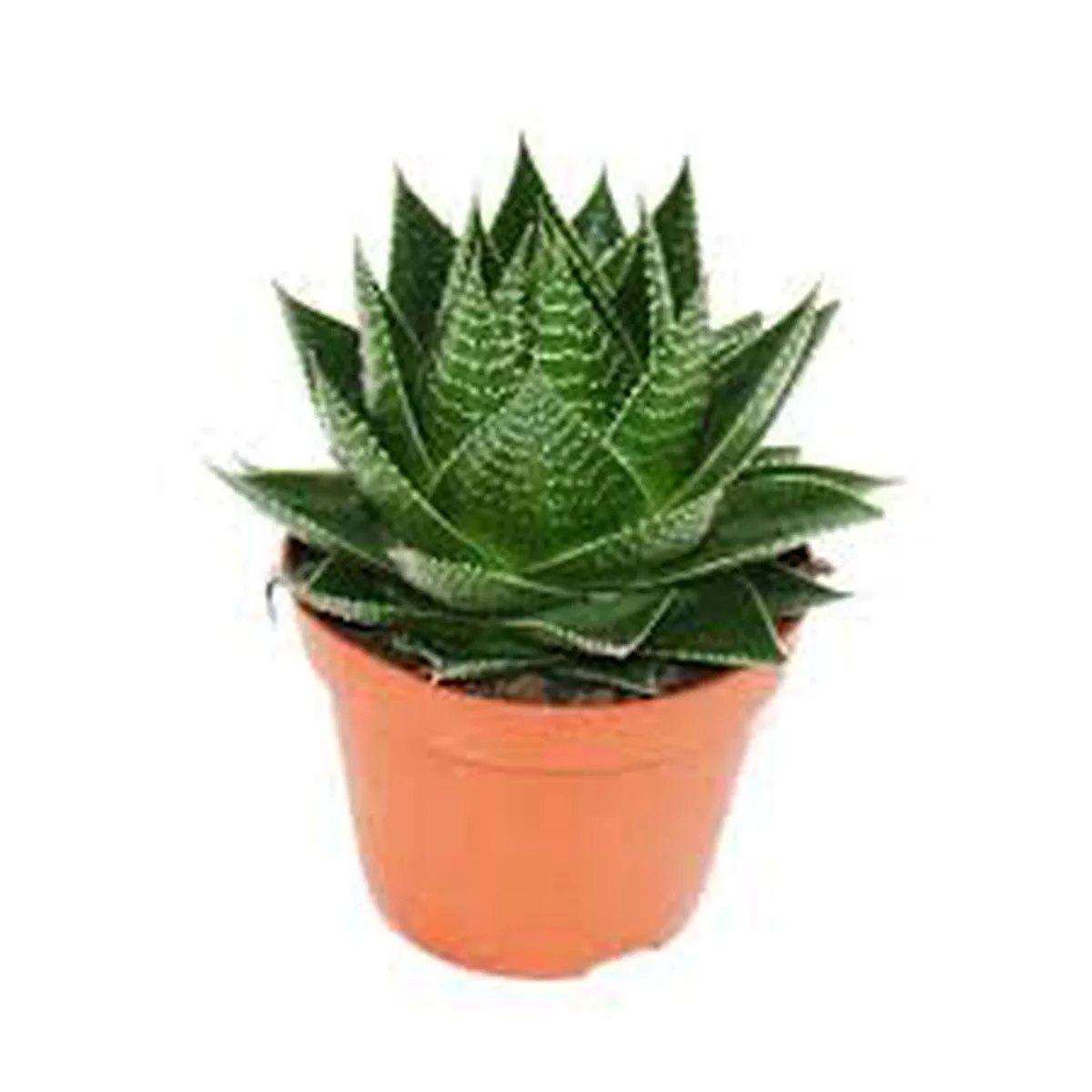 Aloe Cosmo