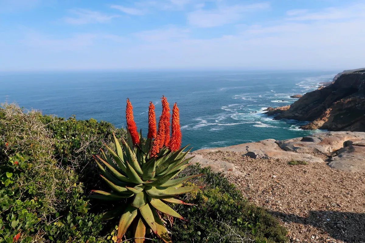 Aloe ferox 20 Seeds - Bitter Aloe