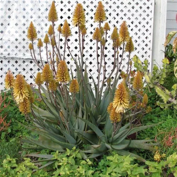Aloe Moonglow