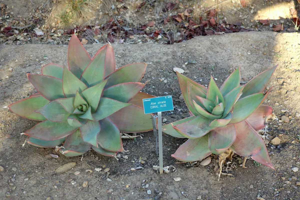 Aloe striata Seeds - Coral Aloe