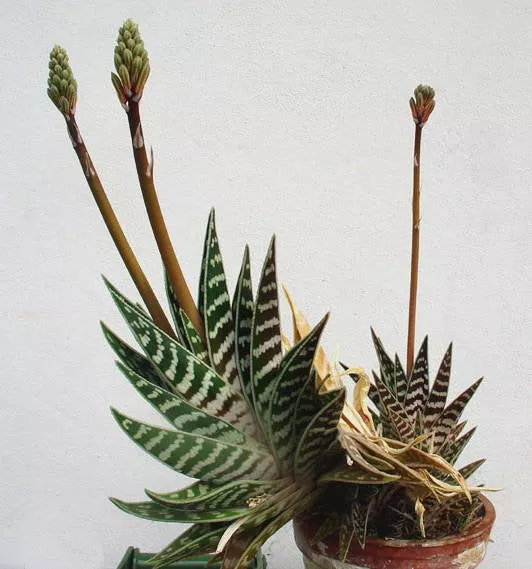 Aloe variegata 20 Seeds - Tiger Aloe