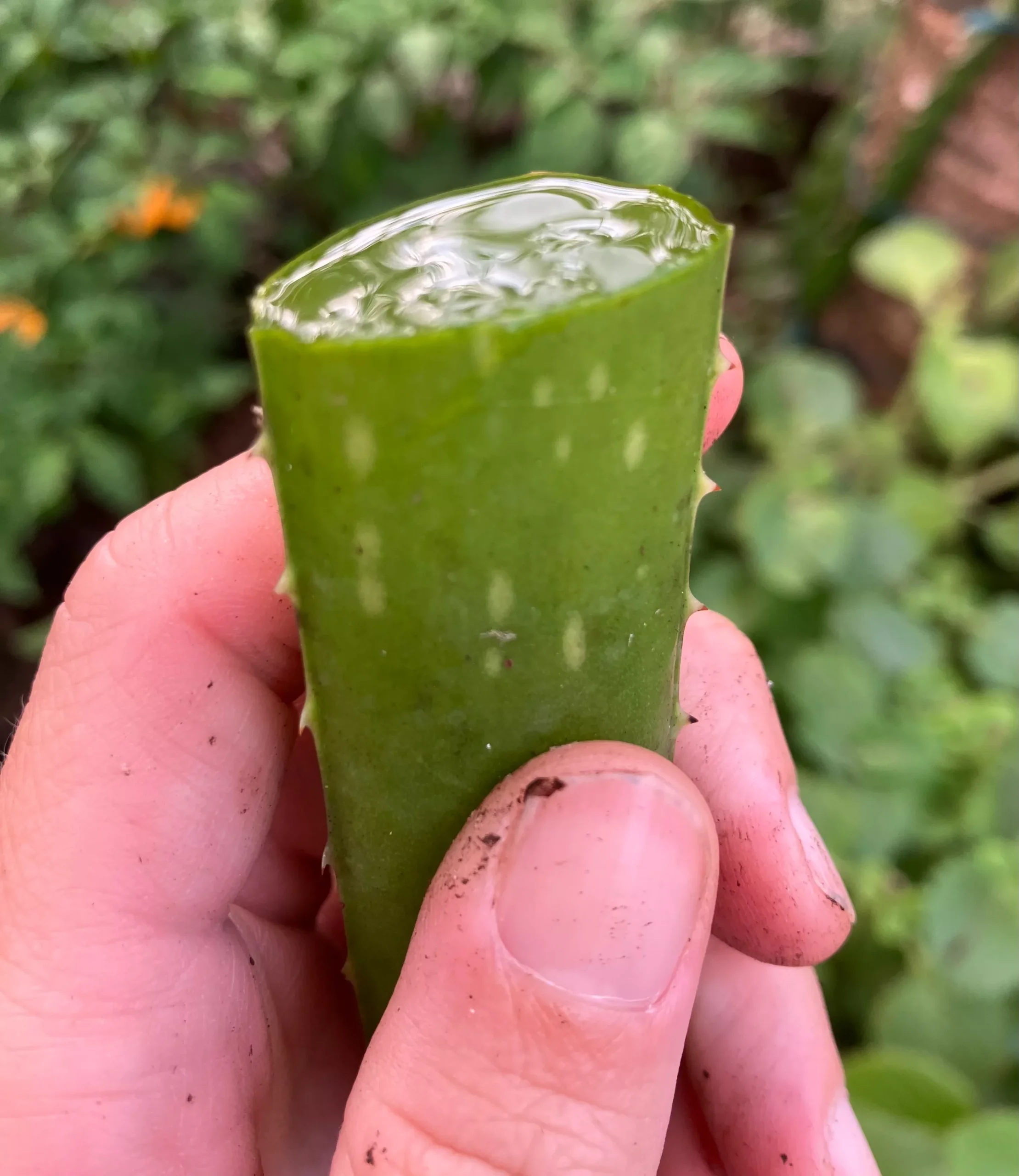 Aloe Vera Plant