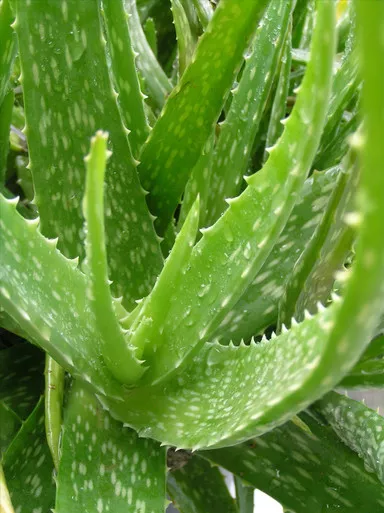 Aloe Vera
