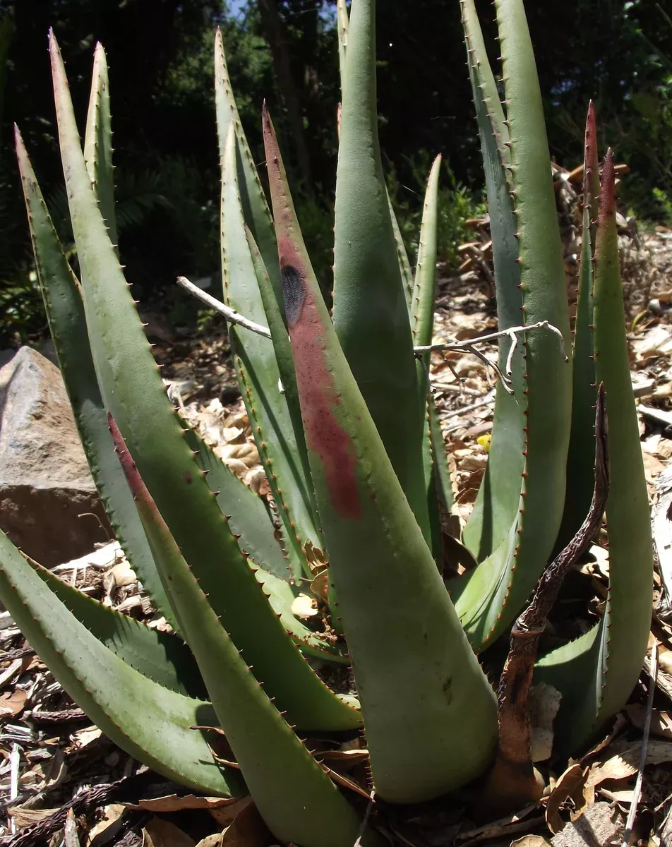 Aloe wickensii 20 Seeds - Aloe cryptopoda