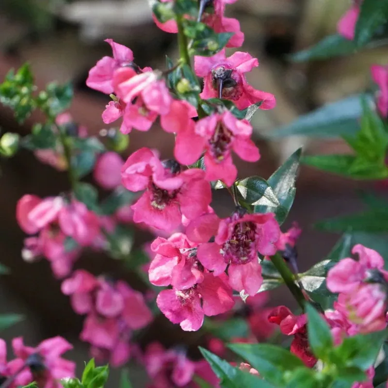 Alonia Big Dark Pink Angelonia Plant Plug (Angelonia angustifolia) – Bold dark pink blooms, thrives in full sun, great for containers or garden edges.