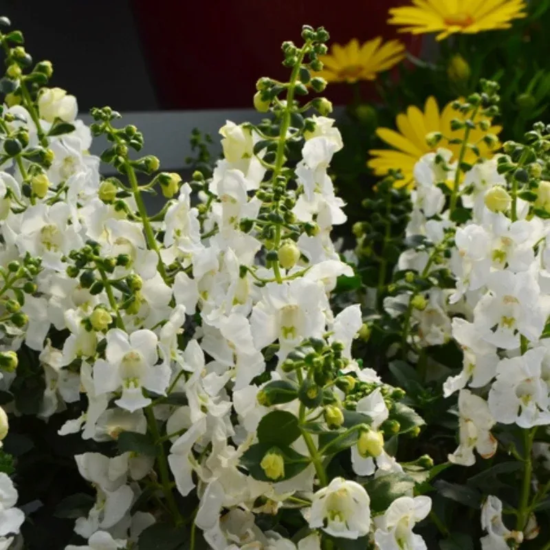Alonia Snow Ball Angelonia Plant Plug (Angelonia angustifolia) – Pure white spikes, heat-tolerant, perfect for sunny borders and pollinator gardens.