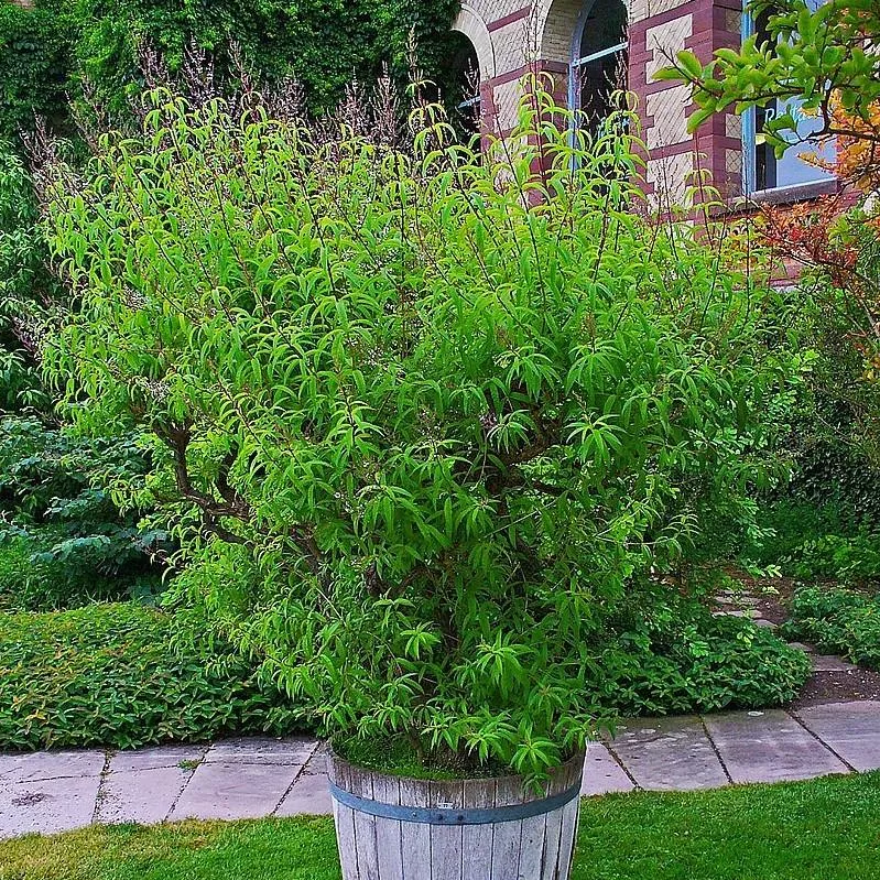 Aloysia triphylla- Lemon Beebrush, Lemon Verbena