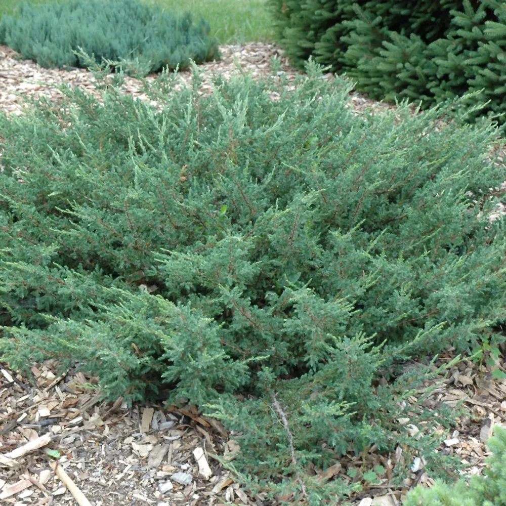 Alpine Carpet Juniper