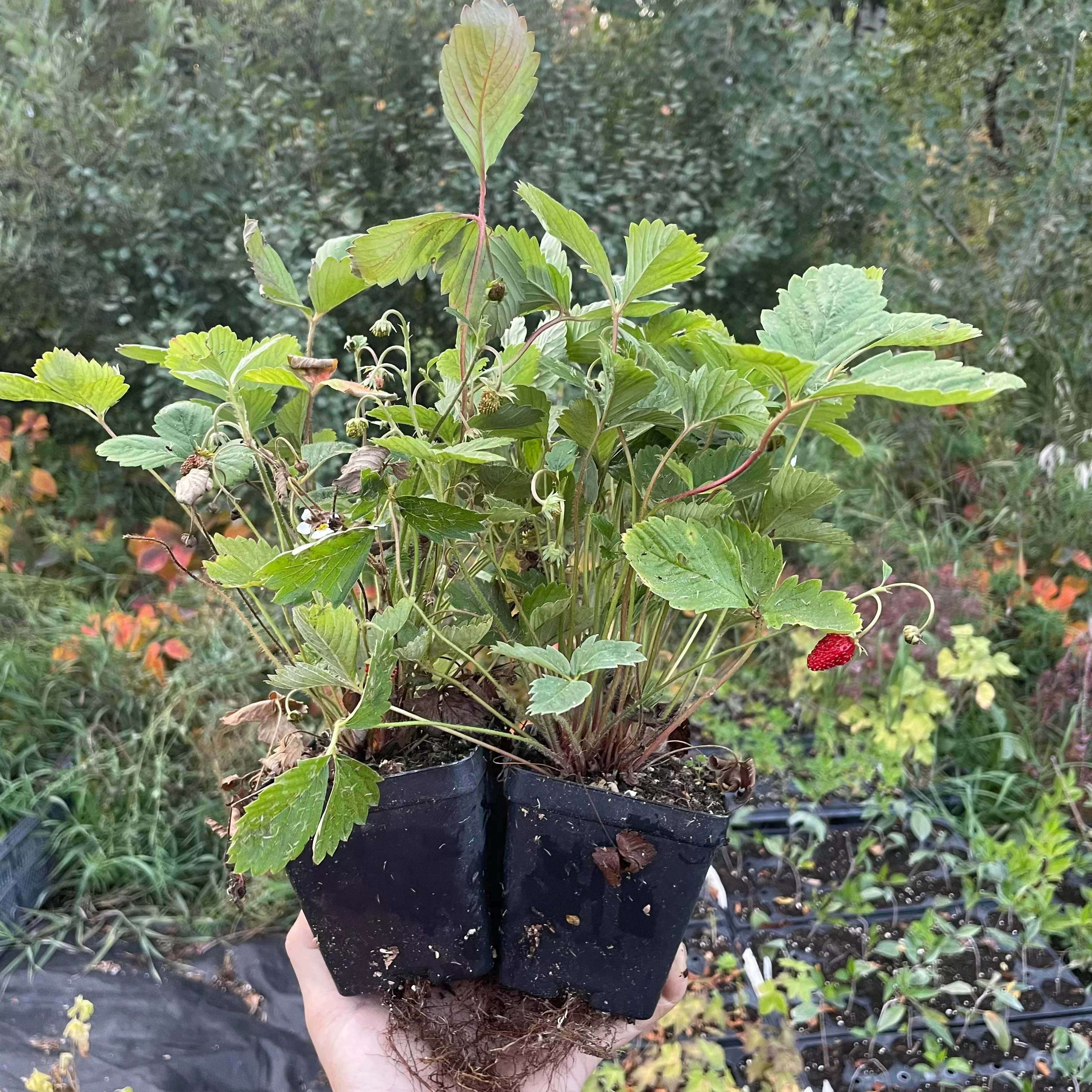 Alpine Strawberry
