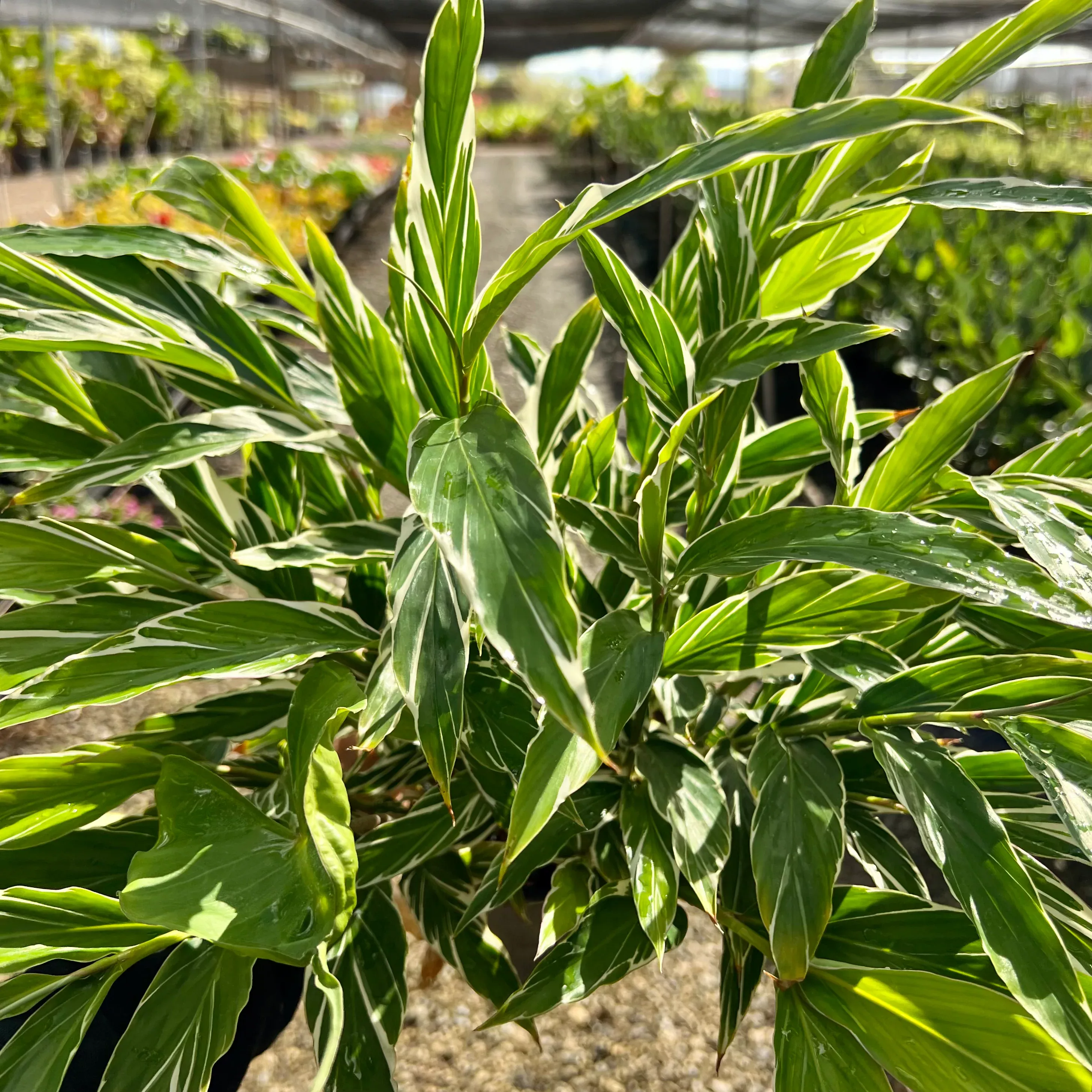 Alpinia zerumbet 'Shell Ginger'