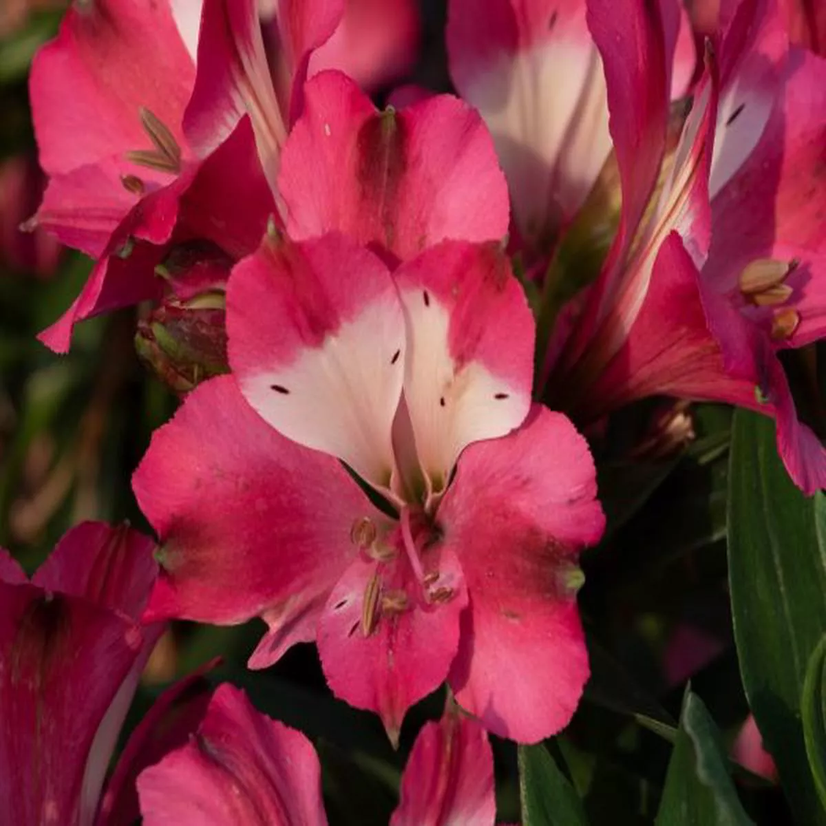Alstroemeria Inticancha RomancePeruvian Lily